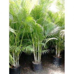 golden-palm-plant