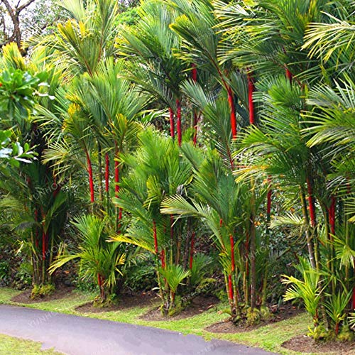red palm