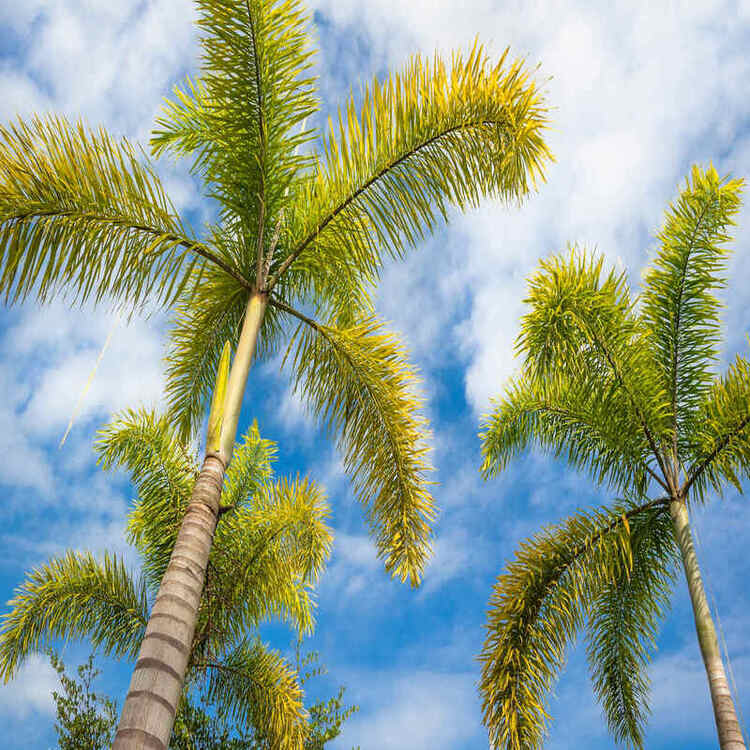 Foxtail Palm and blue sky with low angle